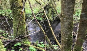 Quil Ceda Village Wetlands Program image.