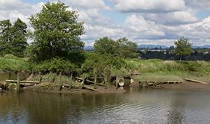 Quil Ceda Village Wetlands Program