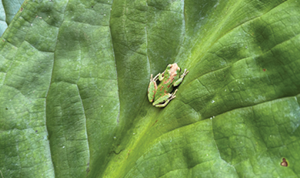 Quil Ceda Village Wetlands Program image.